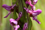 Brachycorythis tenuior
