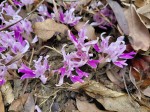 Brachycorythis lastii