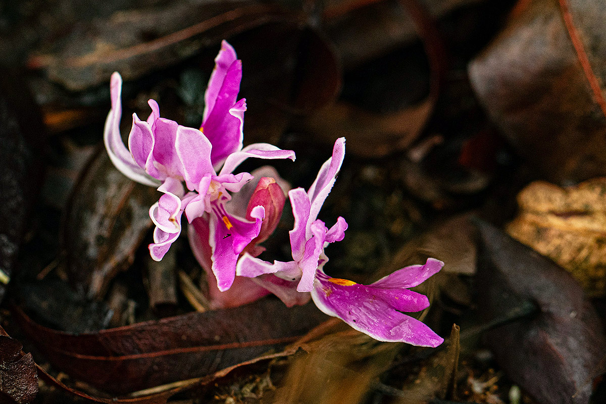 Brachycorythis lastii Brachycorythis lastii