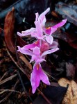 Brachycorythis lastii