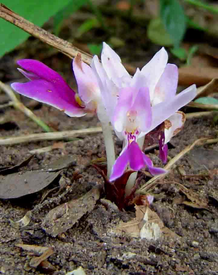Brachycorythis lastii Brachycorythis lastii