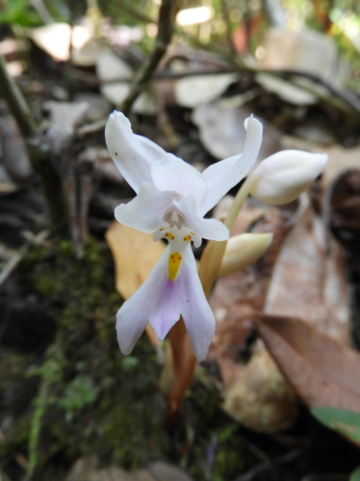 Brachycorythis lastii Brachycorythis lastii