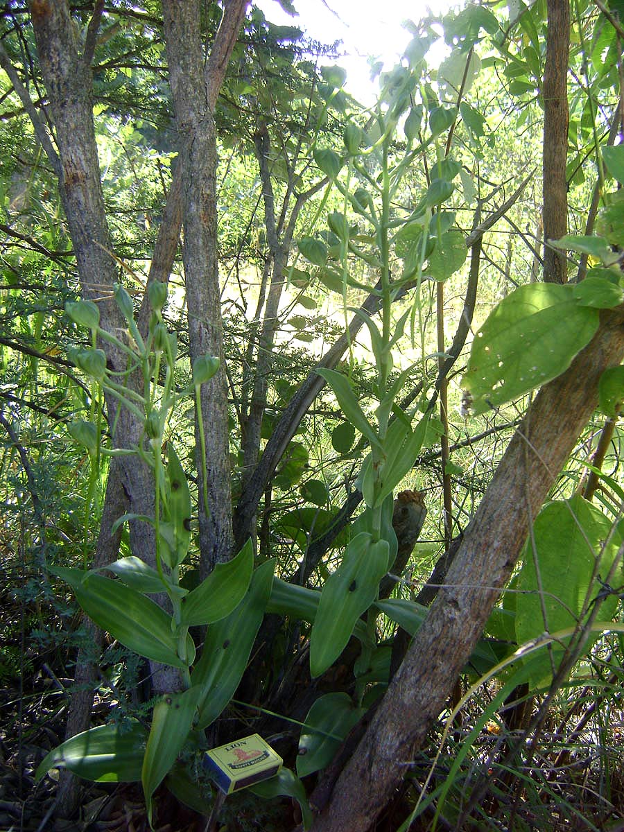 Bonatea steudneri