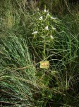 Bonatea steudneri