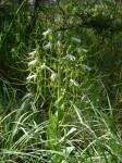 Bonatea steudneri