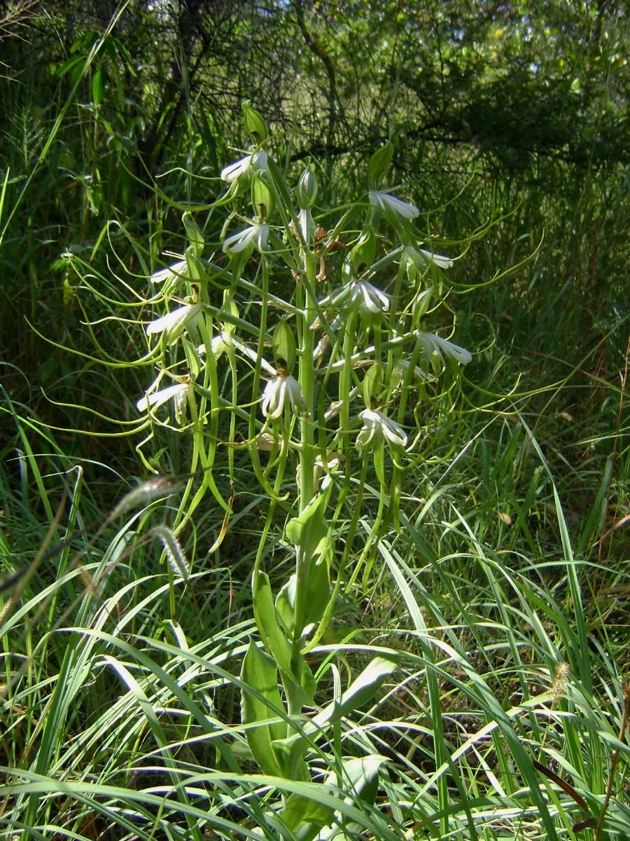 Bonatea steudneri Bonatea steudneri