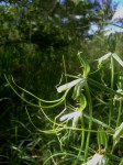 Bonatea steudneri