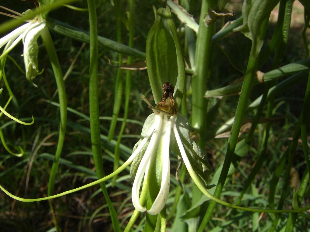Bonatea steudneri