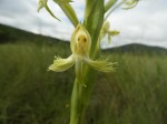 Centrostigma occultans