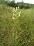 Centrostigma occultans