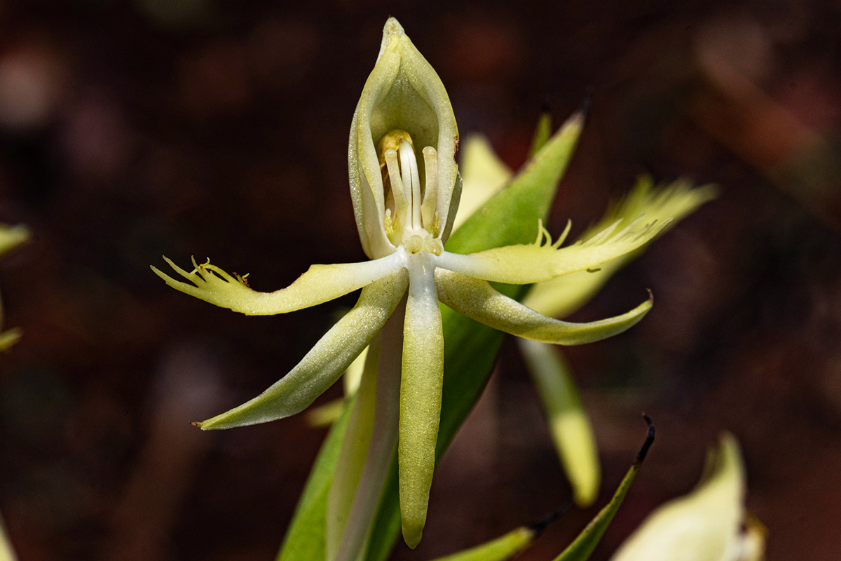 Centrostigma occultans Centrostigma occultans