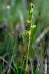 Centrostigma papillosum