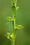 Centrostigma papillosum