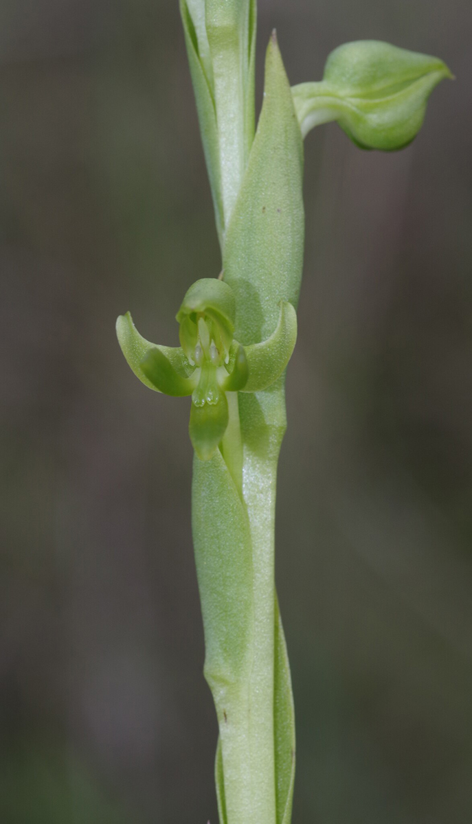 Centrostigma papillosum Centrostigma papillosum
