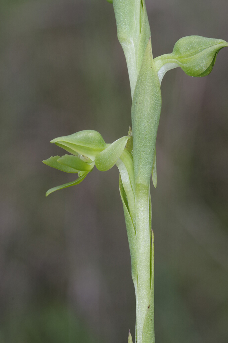 Centrostigma papillosum Centrostigma papillosum
