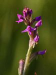 Cynorkis anacamptoides var. anacamptoides