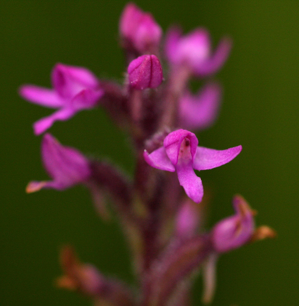 Cynorkis anacamptoides var. anacamptoides Cynorkis anacamptoides var. anacamptoides