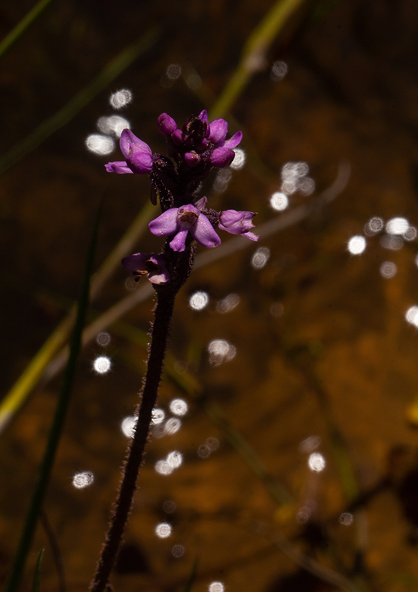 Cynorkis anacamptoides var. anacamptoides Cynorkis anacamptoides var. anacamptoides