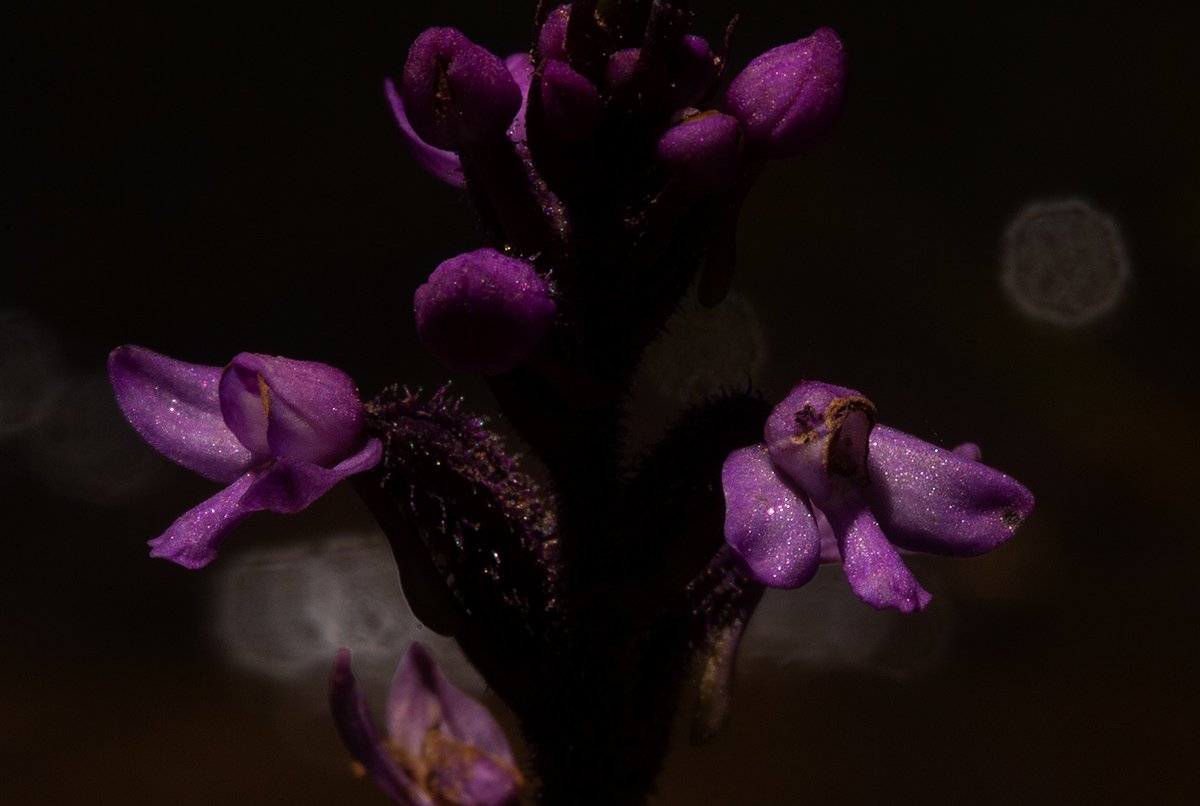 Cynorkis anacamptoides var. anacamptoides Cynorkis anacamptoides var. anacamptoides