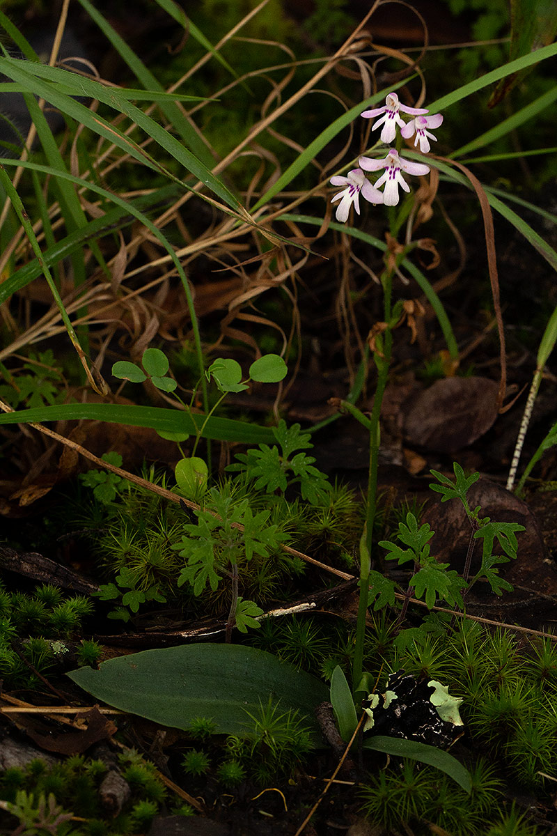 Cynorkis debilis