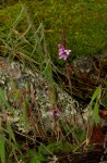 Cynorkis debilis