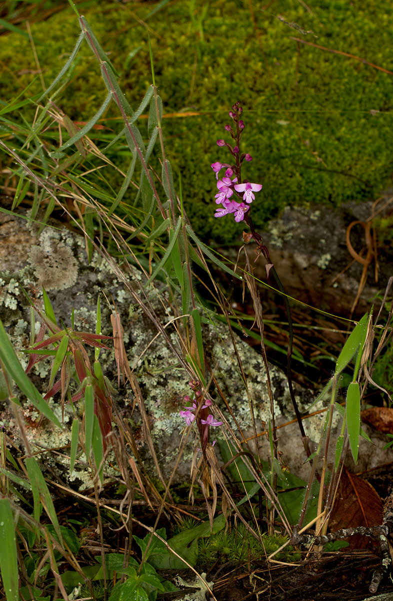 Cynorkis debilis