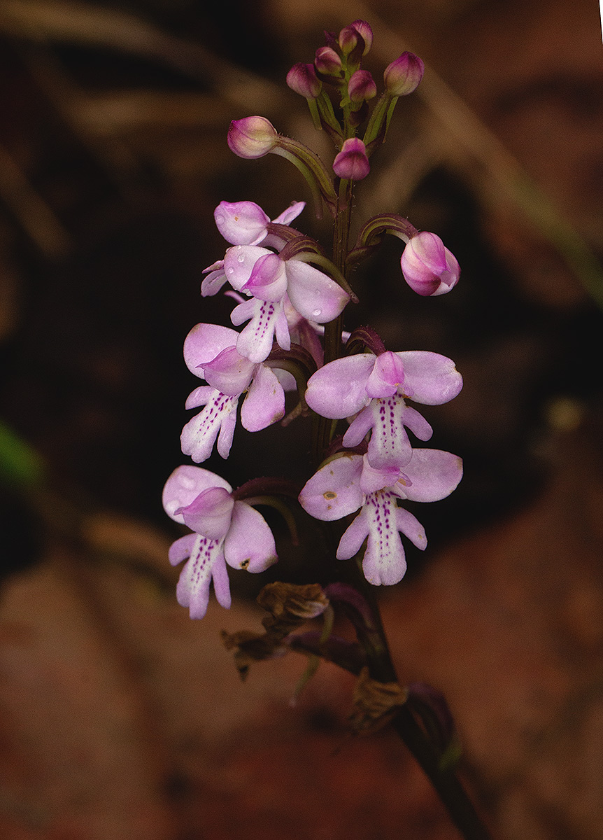 Cynorkis debilis