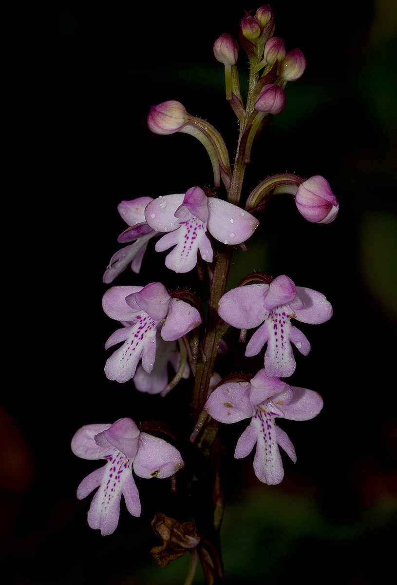 Cynorkis debilis Cynorkis debilis