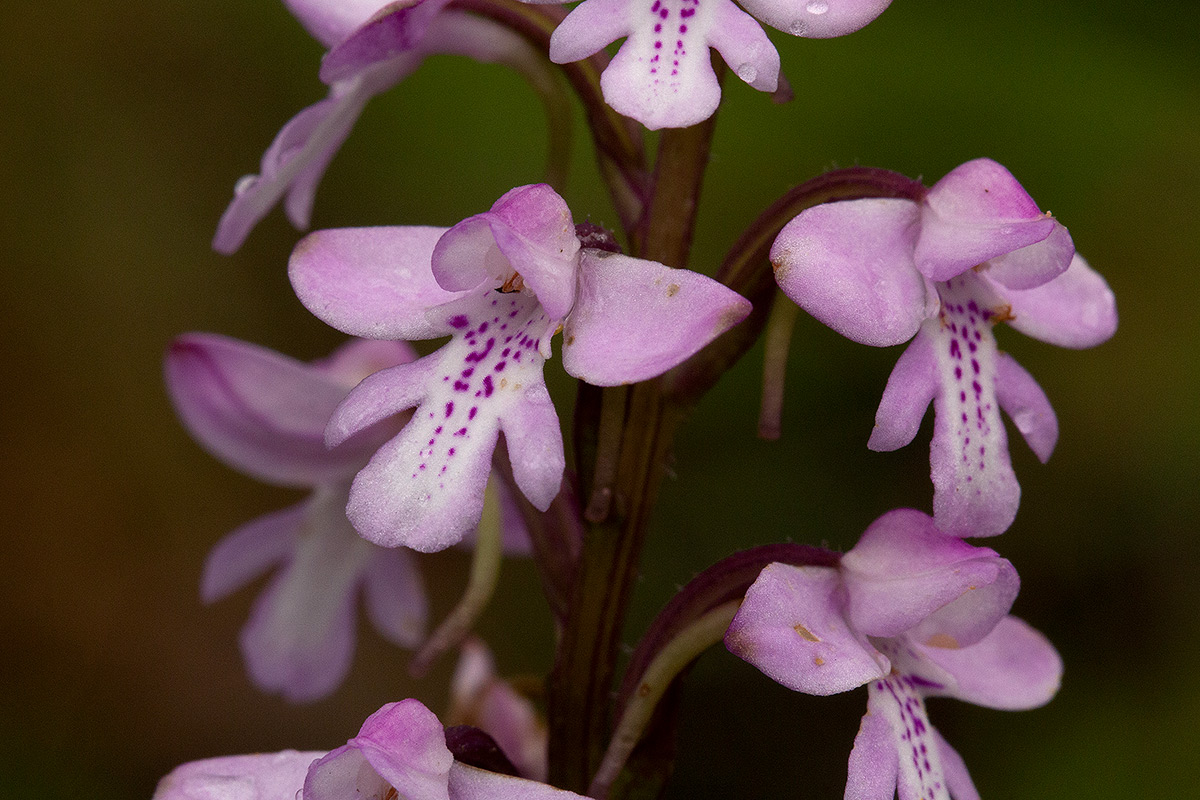 Cynorkis debilis Cynorkis debilis