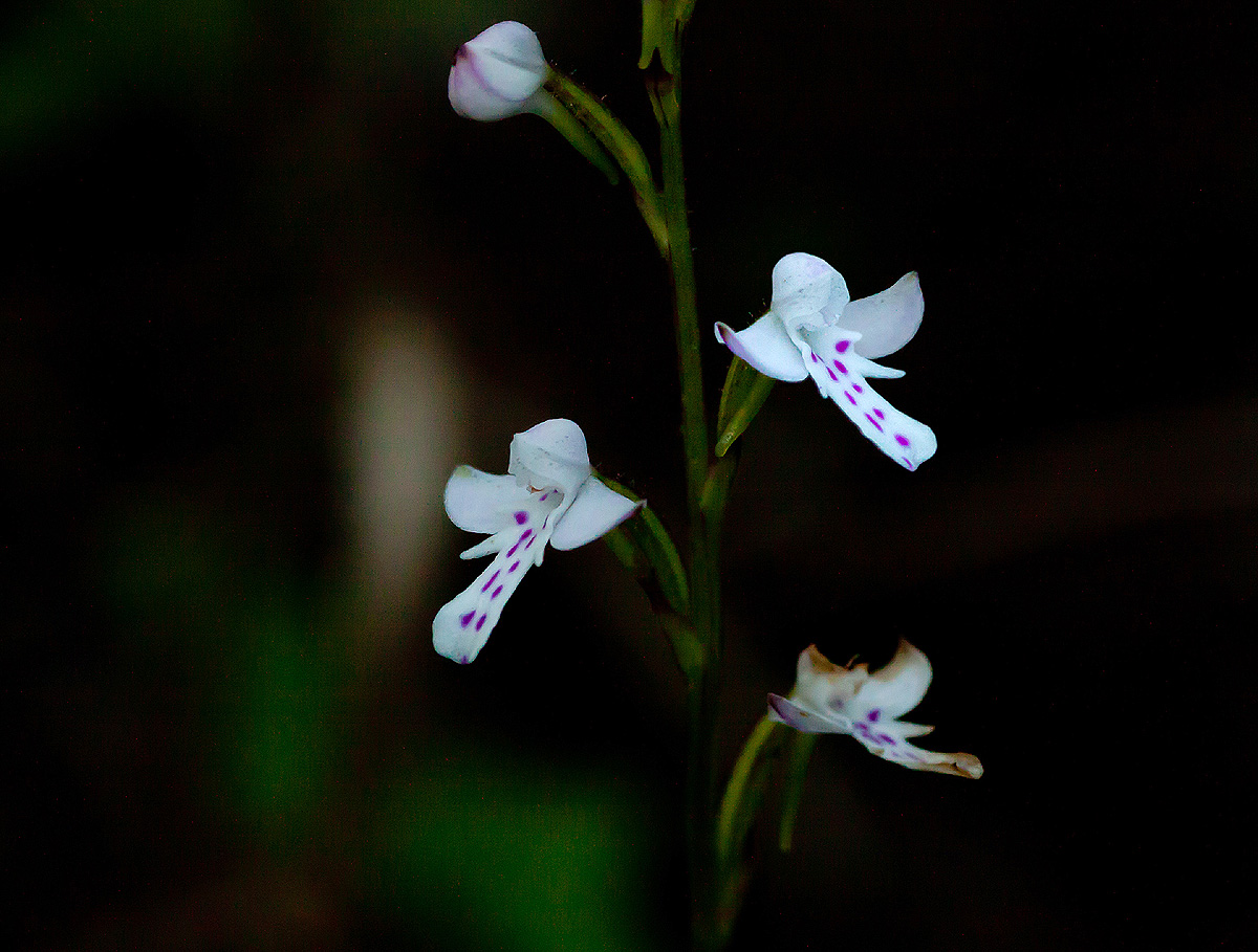 Cynorkis debilis