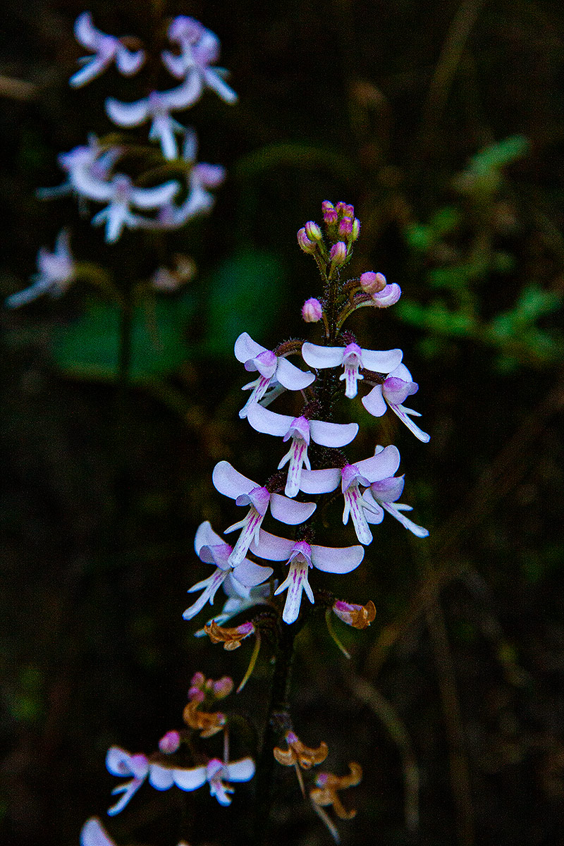 Cynorkis debilis Cynorkis debilis