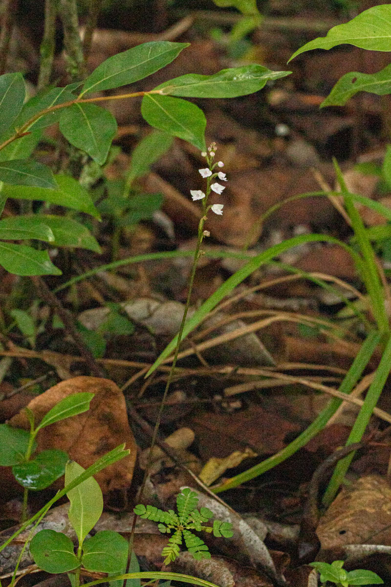 Cynorkis debilis Cynorkis debilis