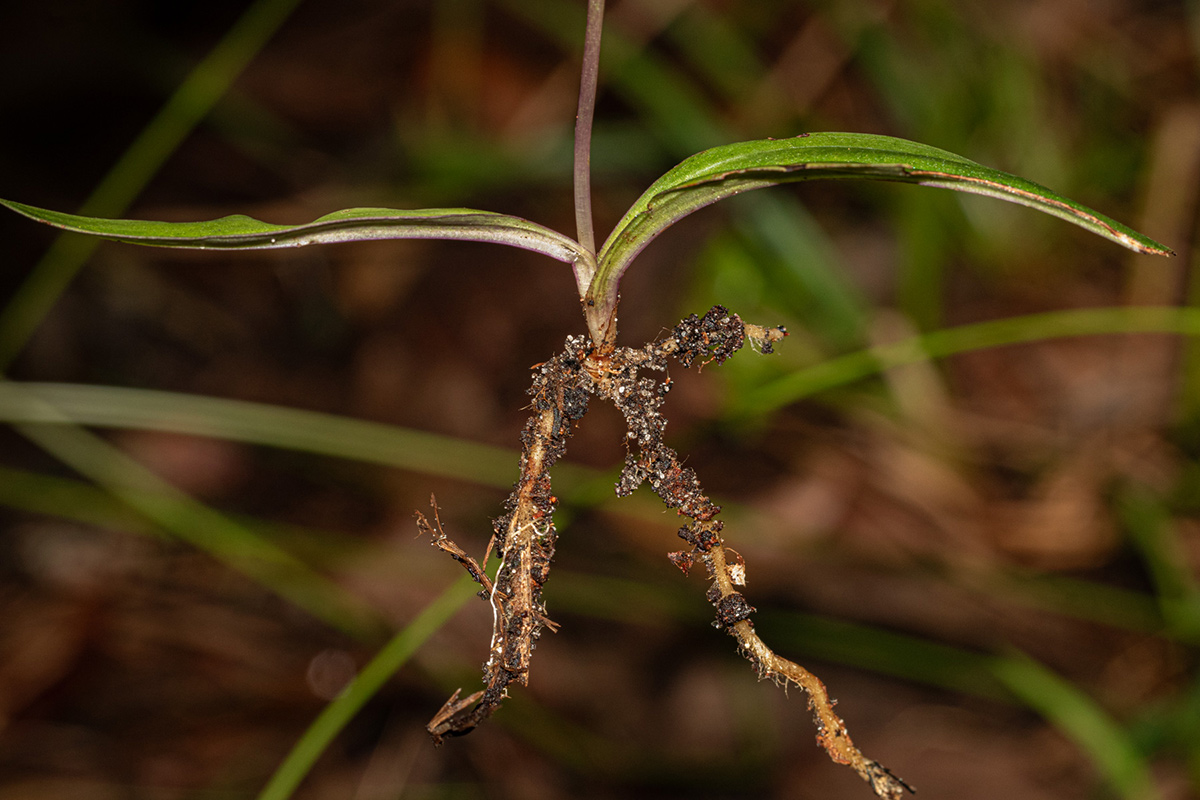 Cynorkis debilis Cynorkis debilis
