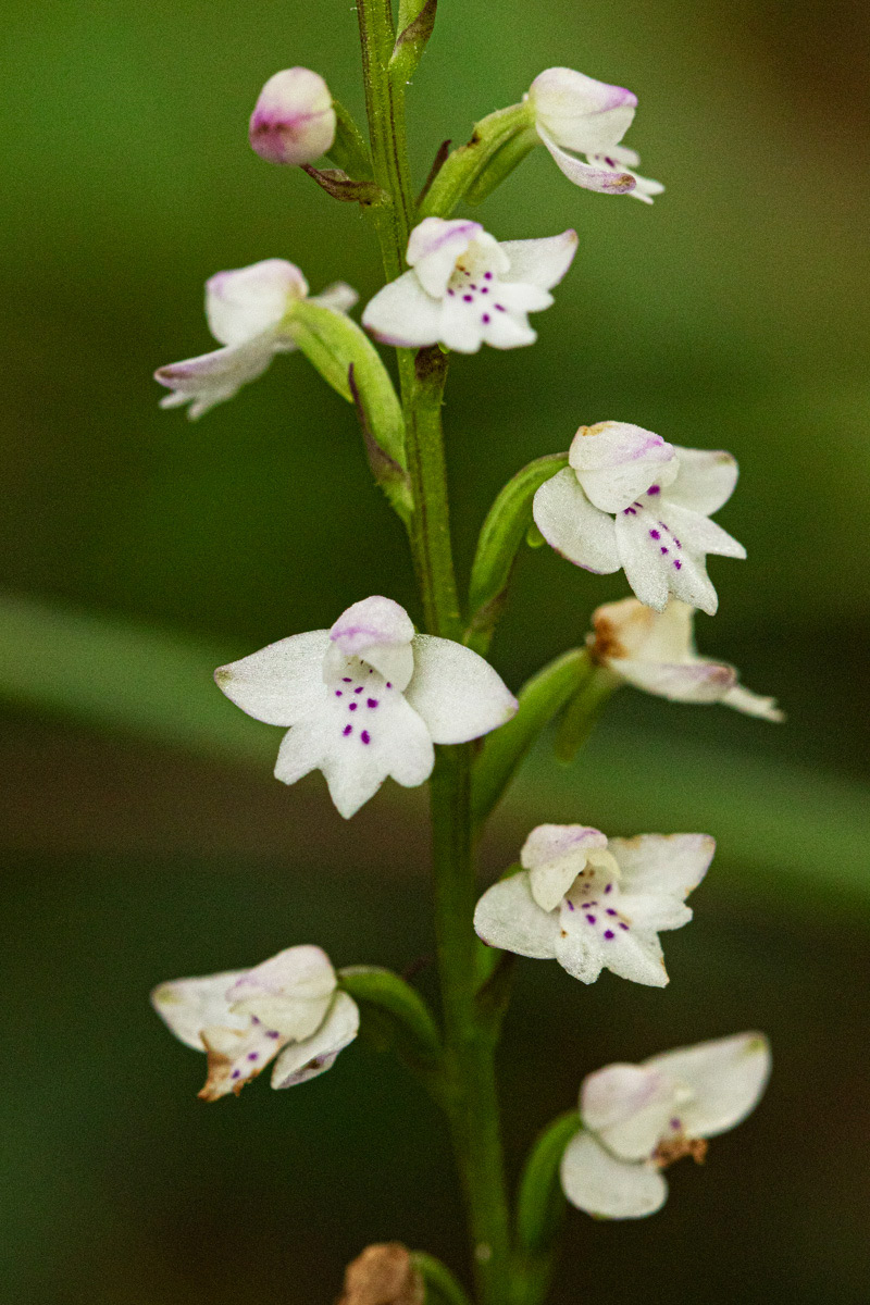 Cynorkis debilis Cynorkis debilis