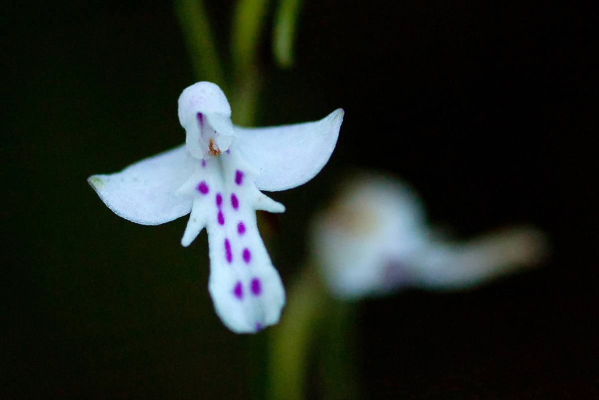 Cynorkis debilis Cynorkis debilis