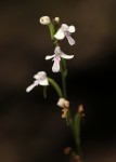 Cynorkis debilis