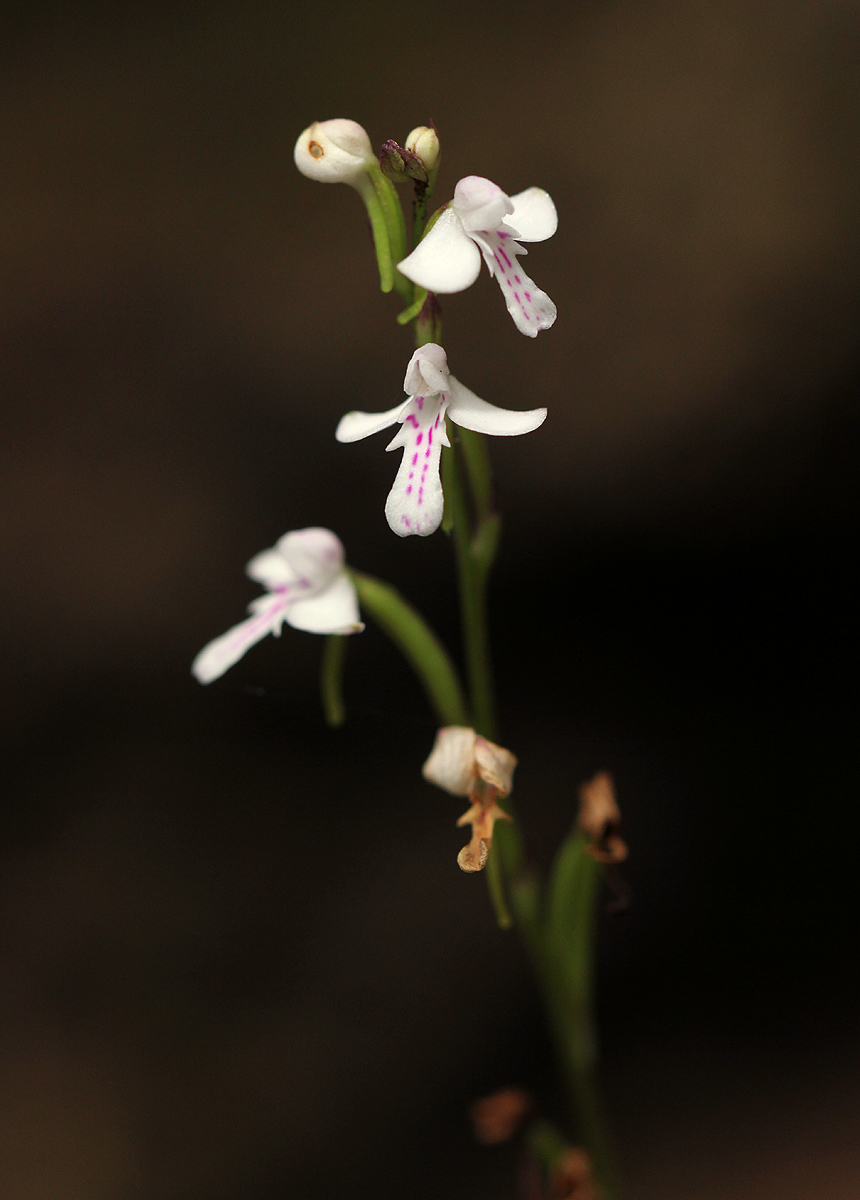 Cynorkis debilis