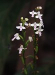 Cynorkis debilis