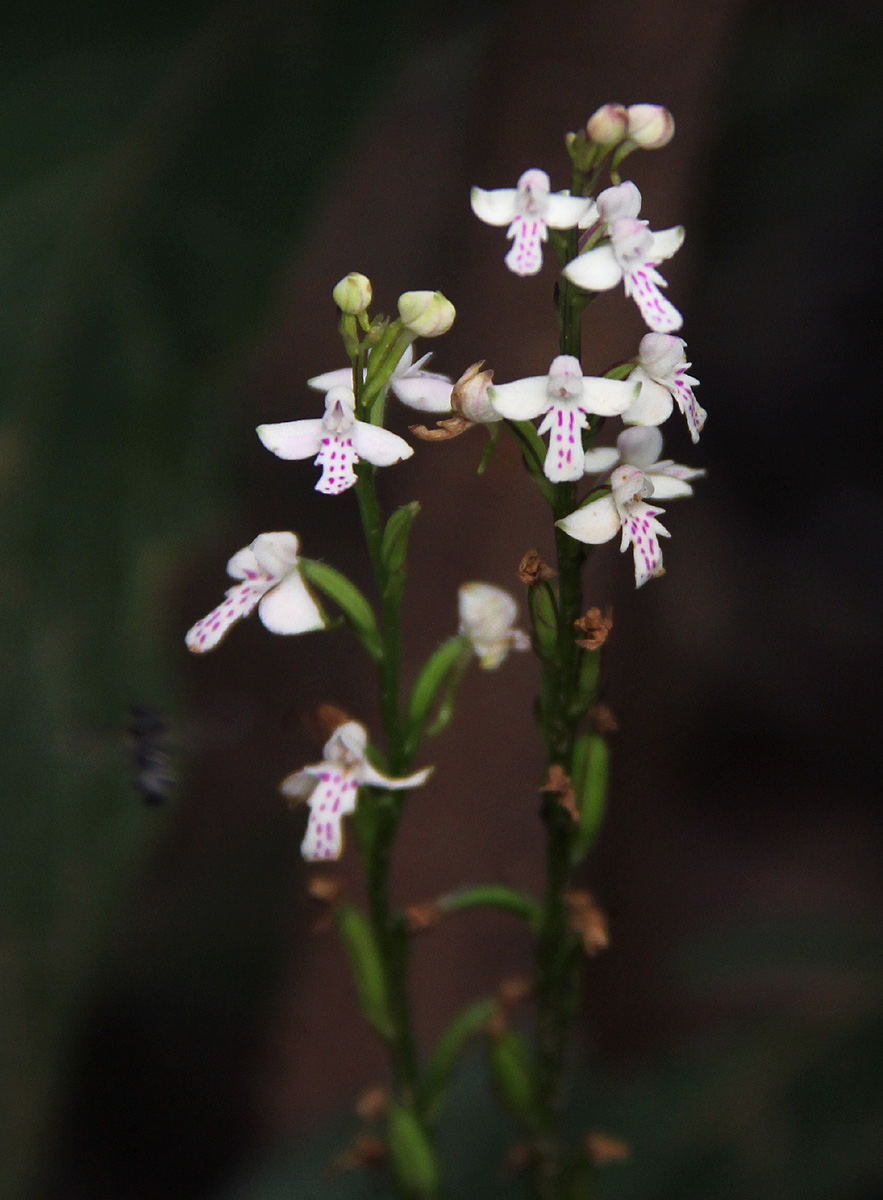 Cynorkis debilis