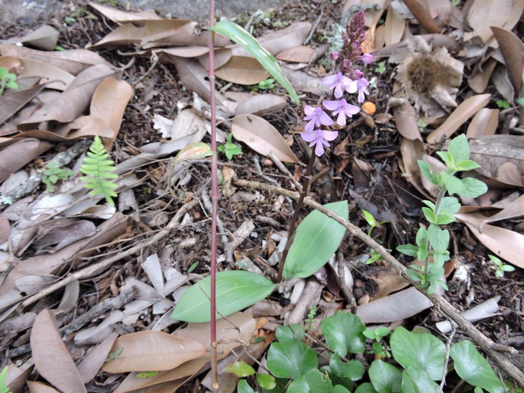 Cynorkis debilis