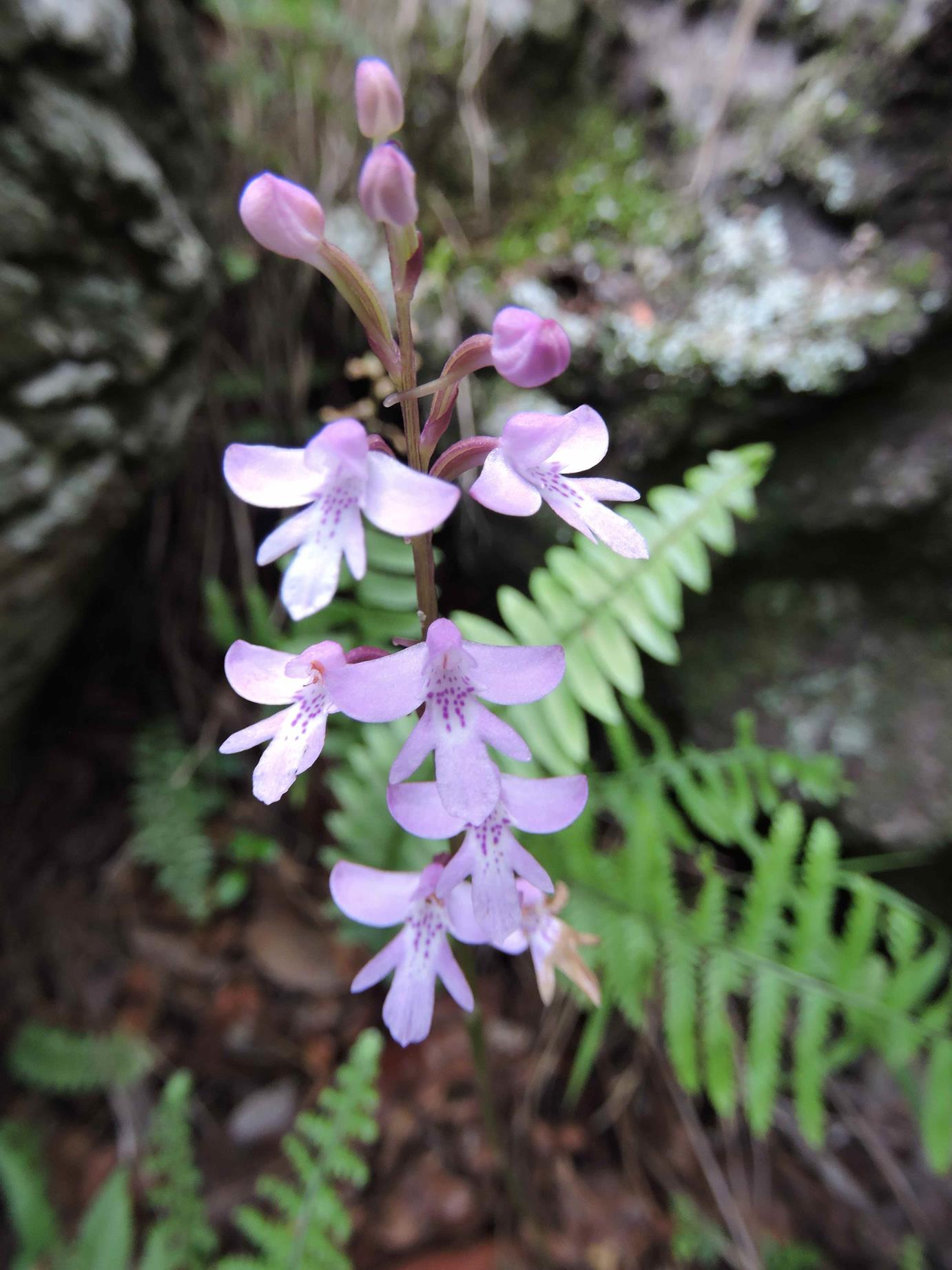 Cynorkis debilis