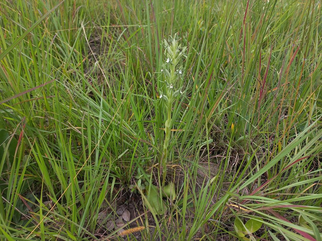 Habenaria lindblomii Habenaria lindblomii