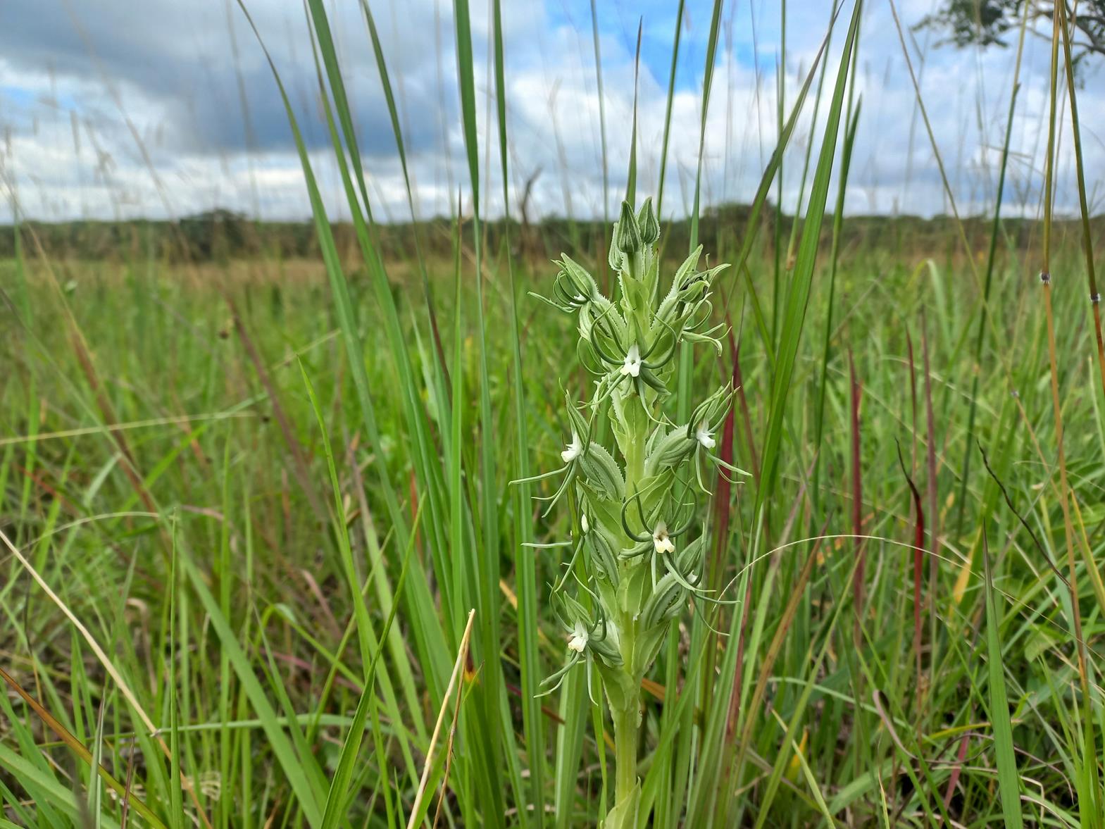 Habenaria lindblomii Habenaria lindblomii