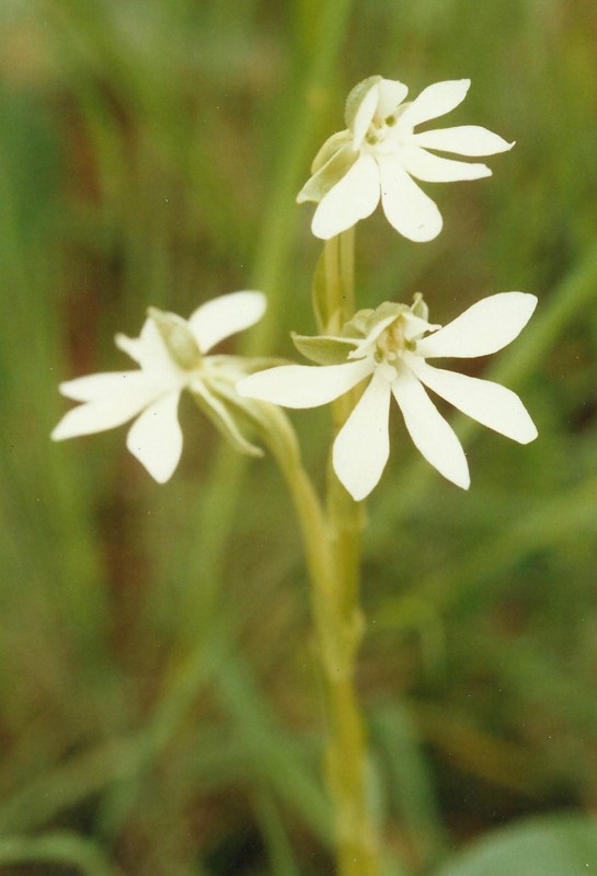 Habenaria macrura Habenaria macrura