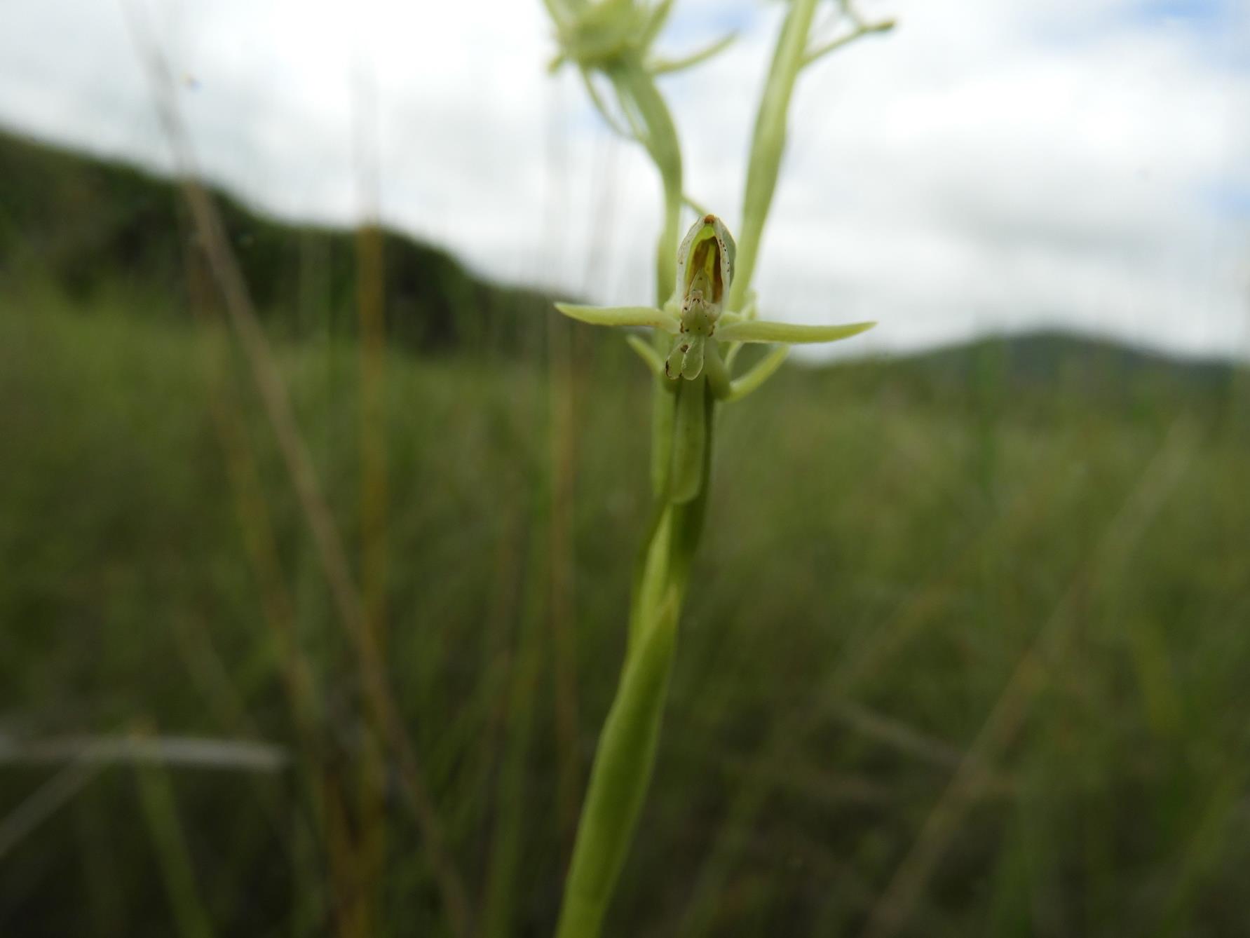 Habenaria magnirostris Habenaria magnirostris