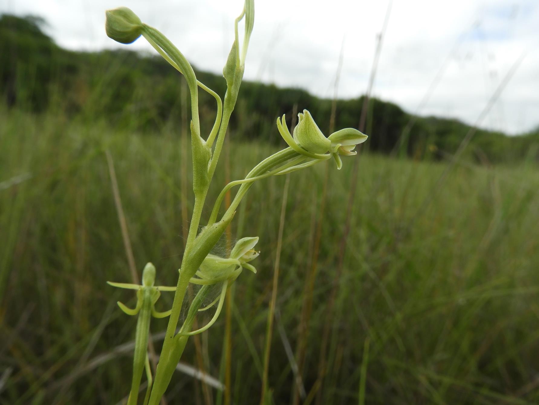 Habenaria magnirostris Habenaria magnirostris