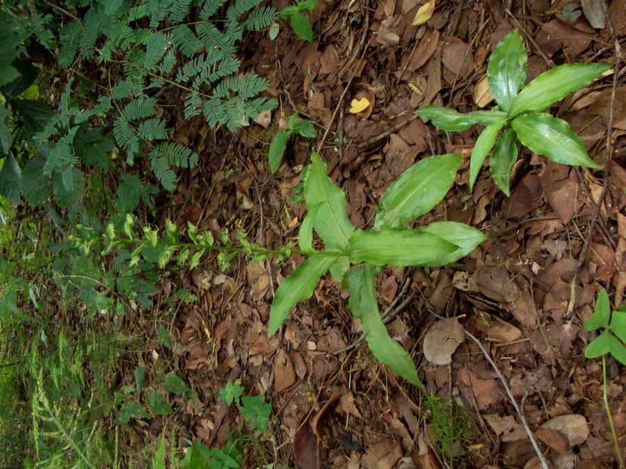 Habenaria malacophylla Habenaria malacophylla