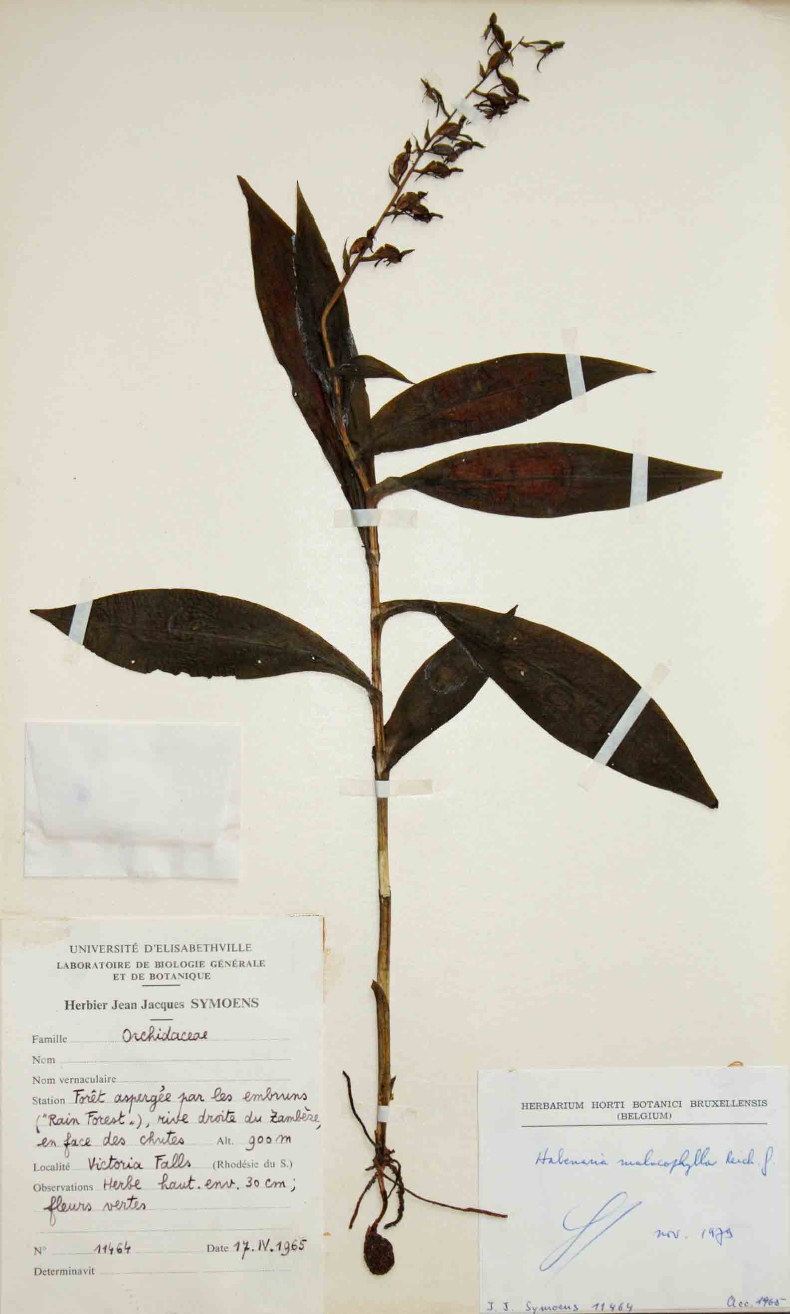 Habenaria malacophylla Habenaria malacophylla