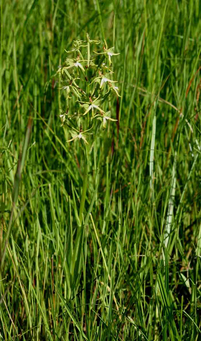 Habenaria rautaneniana Habenaria rautaneniana