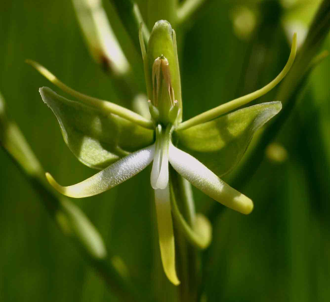 Habenaria rautaneniana Habenaria rautaneniana